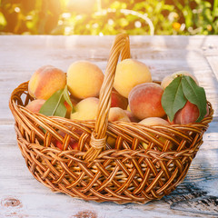 The basket of ripe, juicy peaches placed on the table