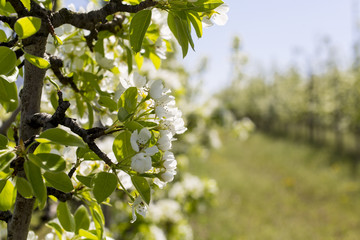 Blossoming apple orchard in spring.