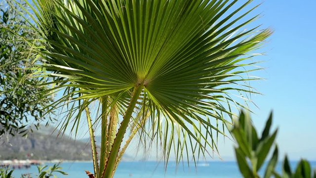 Turkey - August 2017: Green palm tree's leaf against blue sky background. Tropical summer landscape