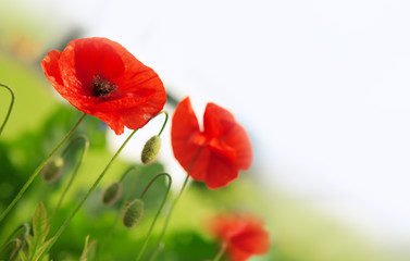 Naklejka premium Poppy flowers background.