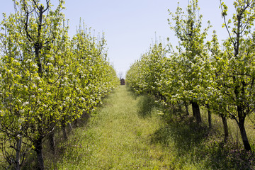 Fototapeta na wymiar Blossoming apple orchard in spring.