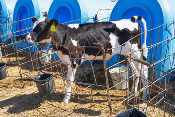 Young calf in nursery with calf-house at diary farm  © DedMityay