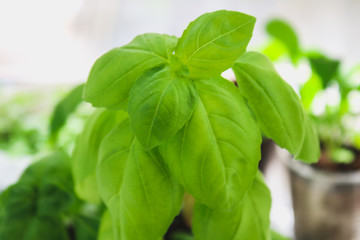 fresh basil leaves. Basil plant with green leaves in pot.