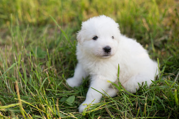Portrait of a young maremma sheepdog puppy outside in summer. Image of Sweet white fluffy puppy sitting in the grass