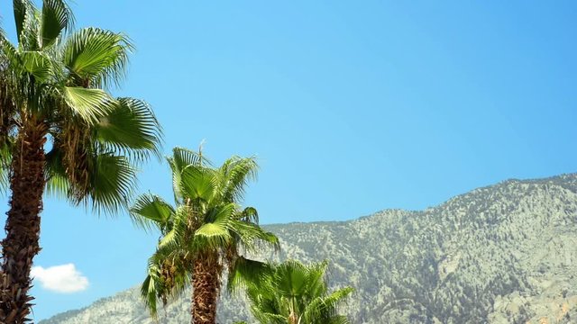 Turkey - August 2017, Kemer, Beldibi: Line the top of palm trees on blue sky and mountains background. Tropical summer landscape