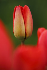 Fioritura di tulipano (Tulipa)