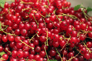 Fresh redcurrant