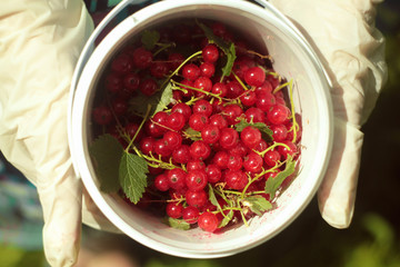 Freshly picked redcurrant