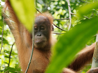 Freier junger Orang Utan im Dschungel auf Sumatra