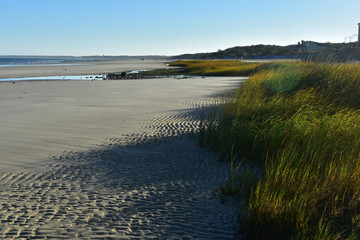 Beautiful cape cod beach with flowing beach grass