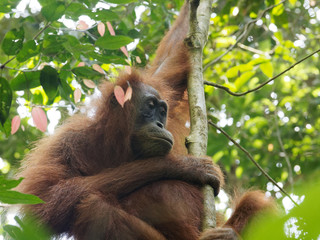 Freier männlicher Orang Utan im Dschungel auf Sumatra