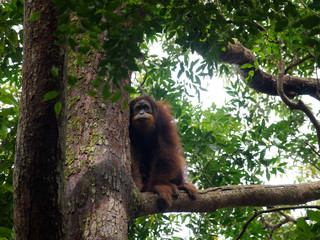 Freier männlicher Orang Utan im Dschungel auf Sumatra