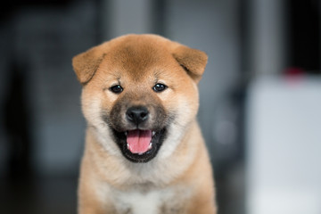 Portrait of cute red puppy breed Shiba Inu dog with tonque out on a dark background. Image of lovely japanese pup looking to the camera