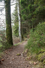 retail of narrow path for hiking in the forest