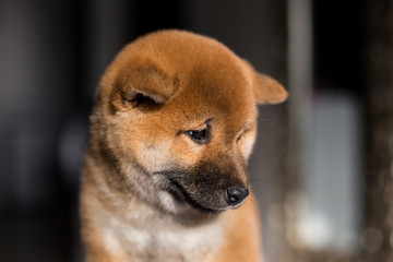 Profile portrait of lovely Japanese red puppy breed Shiba Inu dog on a dark background