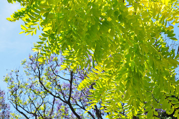 Fototapeta premium Spring branch with leaves against blue sky