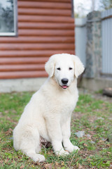 Portrait of cute Young puppy breed Maremmano abruzzese Sheepdog. Image of italian white dog sitting on green grass at yard background on sunny day in summer