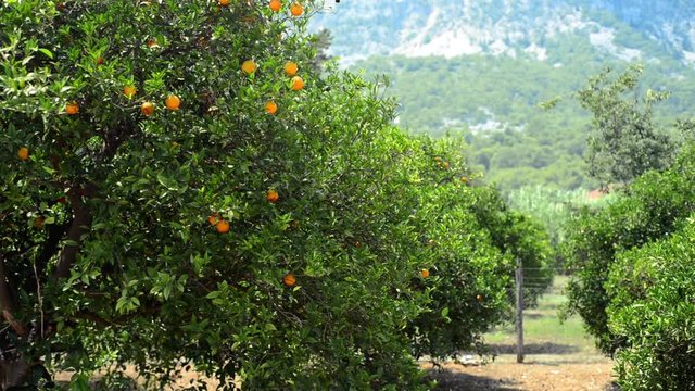 Orange trees with ripe oranges on mountain background