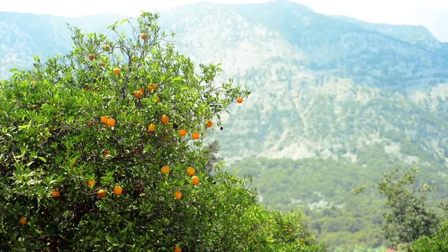 Top of orange tree with ripe oranges on mountain background