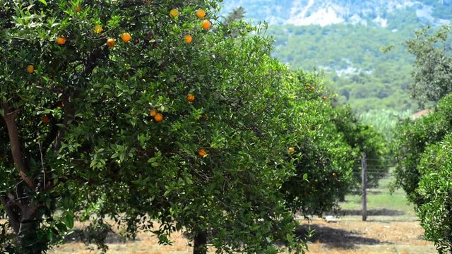 Orange tree with ripe oranges on mountain background