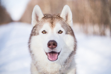 Close-up Portrait of cute siberian husky in winter forest on a snow background