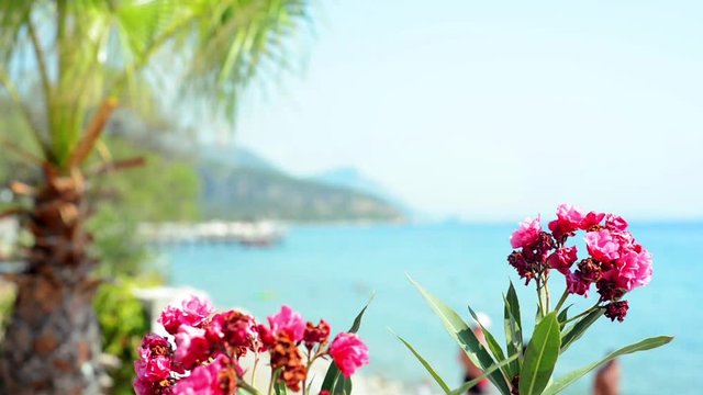 Turkey - August 2017: Tropical summer landscape with beach. Flowers and palm on first plan and sea, mountains and blue sky on background