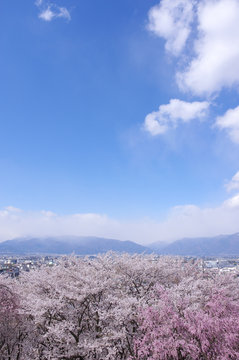 弘法山古墳の桜
