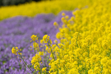 菜の花畑