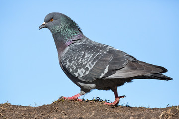 walking dove on blue sky background
