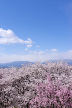 弘法山古墳の桜