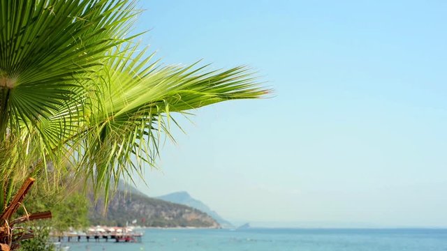 Turkey - August 2017: Tropical summer landscape with beach. Palm on first plan and sea, mountains and blue sky on background
