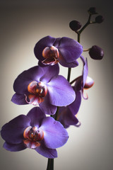 a trio of purple orchid flowers in bloom 