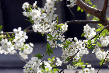 Spring. Flowering cherry wood close-up.