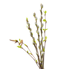Willow branches isolated on white background