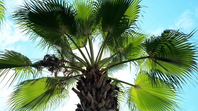Sun shining through the palm leaves. Tropical summer landscape