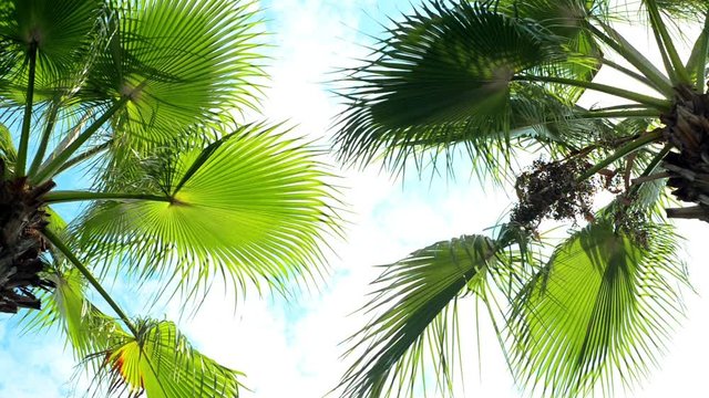 Big palm tree leaves on blue sky background. Tropical summer landscape