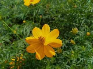 Fototapeta premium Yellow flowers in bright sunlight.