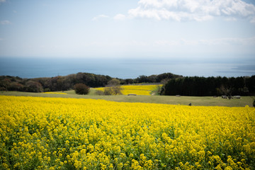 Obraz premium 菜の花畑