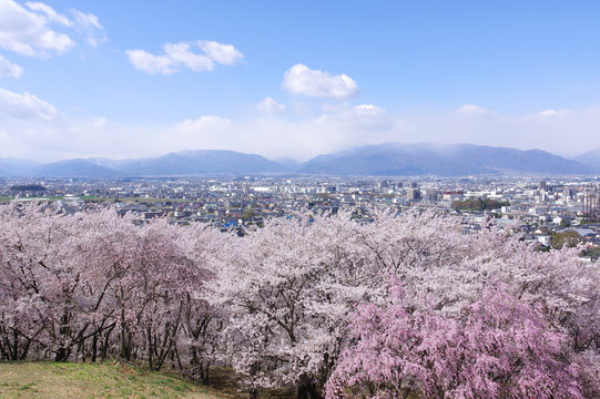弘法山古墳の桜