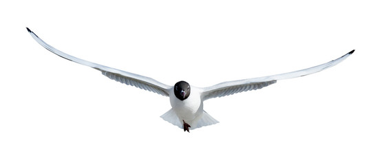 direct view on flying black headed gull