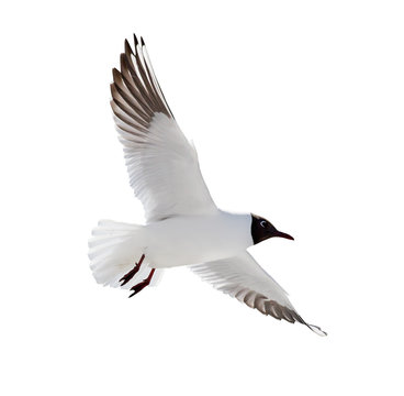 small isolated flying black headed gull
