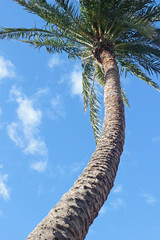vacation: curved palm tree against blue sky