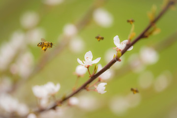 Blossoming cherry trees in spring