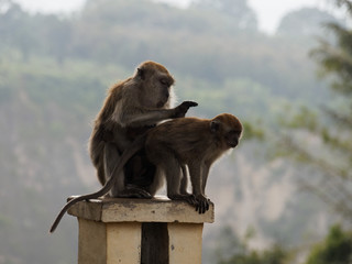 Makaken beim Lausen in einem Park in Bukittinggi, Sumatra 