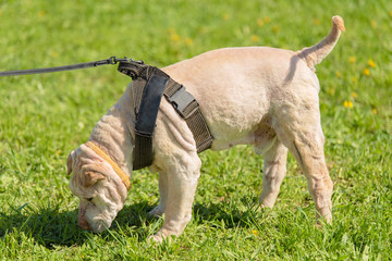 Old shar pei dog in the park