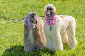 Long haired poodle in the park