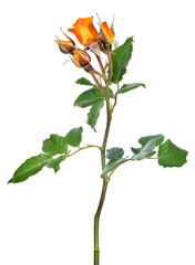 bright orange rose with four small buds