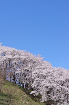 弘法山古墳の桜