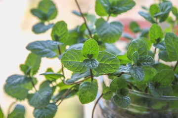 Fresh mint leafs, Mint herbs, Kitchen Mint, mint background.