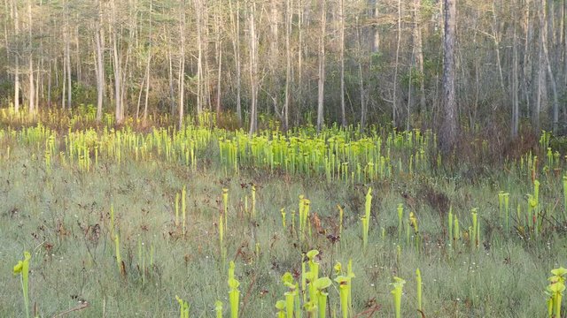 4K Yellow Pitcherplants (Sarracenia flava var. rugelii) Panning
